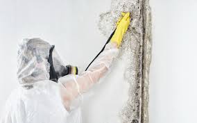 Best Mold Prevention Services in Hermosa Beach, CA